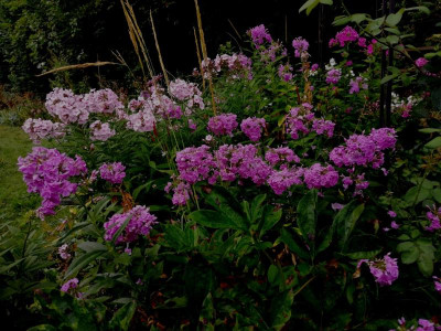 Phlox_JUL.jpg