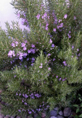 2008-04-30_007.JPG