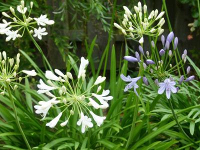 P1090200.JPG