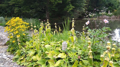 IMG_20220727_161103.jpg