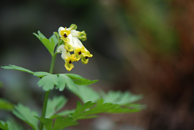 Corydalis-nobilis-Apr3008.jpg