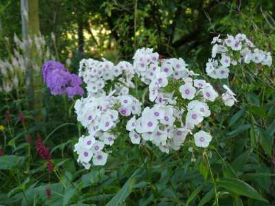 2022-07-27 Phlox 'Euphorion'.jpg