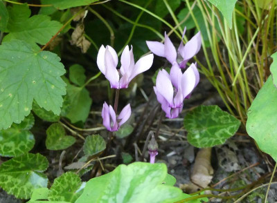 2022-07-27 Cyclamen purpurascens 1.jpg