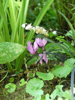 2022-07-27 Cyclamen purpurascens 2.jpg