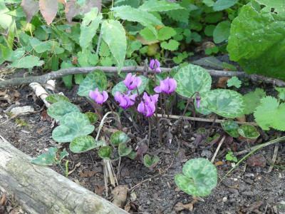 2022-07-27 Cyclamen purpurascens 3.jpg
