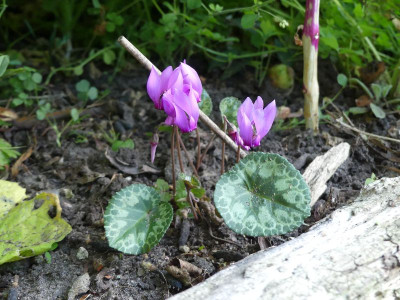 2022-07-27 Cyclamen purpurascens 4.jpg
