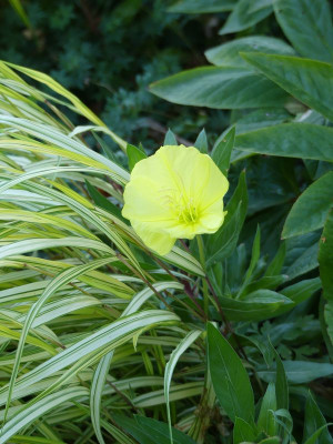 2022-07-27 Oenothera missouriensis.jpg