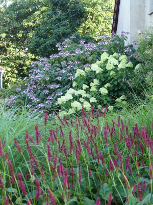 2022-07-27 Hydrangea 1.jpg