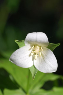 T.flexipes_Blute_2008.jpg