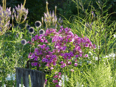 2022-07-27 Phlox 'Morfar Albert' 1.jpg