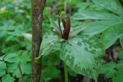 T.sessile_Blute_2008.jpg