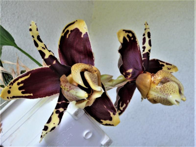 Stanhopea_tigrinaP1170081.JPG