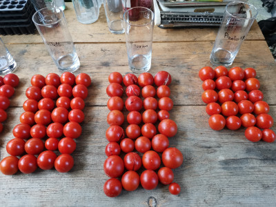 Tomaten ReViAnn.jpeg