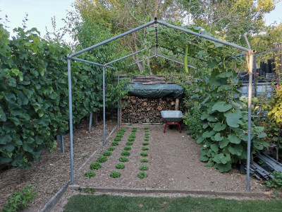 Zucca di pergola.jpeg