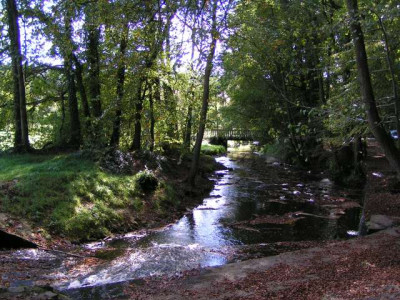 herbst-waldspaziergang.jpg