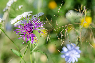 Flockenblume-Jul2412-041.jpg