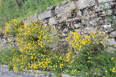 Geigersberg Juni20 038.JPG