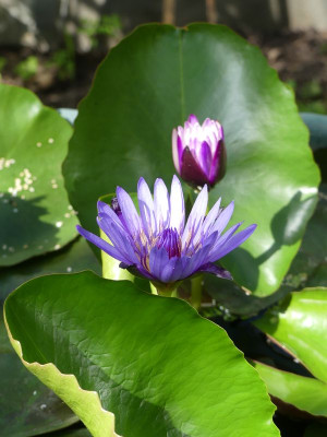 2022-07-28 Nymphaea 'Purple Thamanoon' 1.jpg