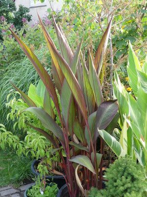 2022-07-28 Canna 'Birds of Paradise' 1.jpg