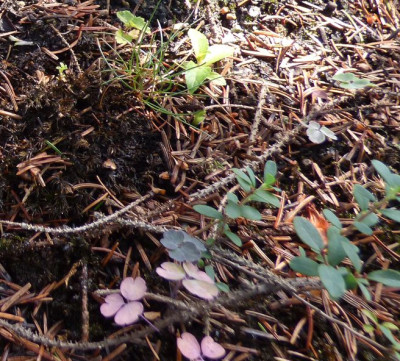 fertilized island detail.jpg