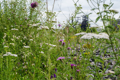Blumen-und-Hochofen-Jul1512-058.jpg