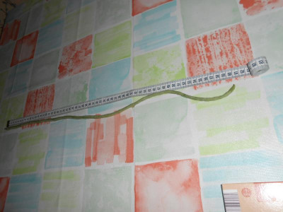 DSCN4618.JPG