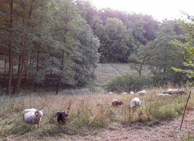 silageflächeinderkurve22böcke.jpg