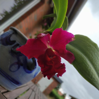 Cattleya 'Mae Hawkins'.jpg
