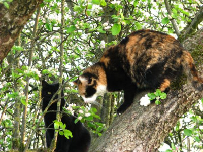 katzenimbaum.jpg