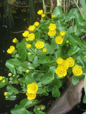 Caltha_palustris_2008-04-15_1.JPG