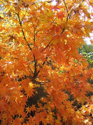 Herbst_2.jpg