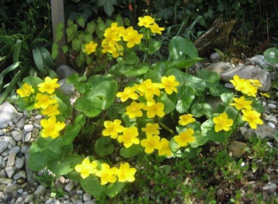 Caltha_palustris_2008-04-15_3.JPG