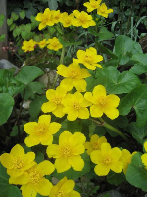 Caltha_palustris_2008-04-15_4.JPG
