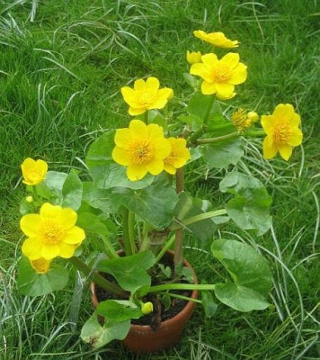 Caltha_palustris_2008-04-15_5.JPG