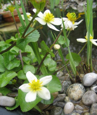 Caltha_palustris_alba_2008-04-15.JPG
