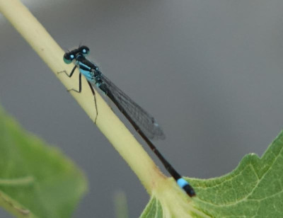 Libelle 2022-07-29.jpg