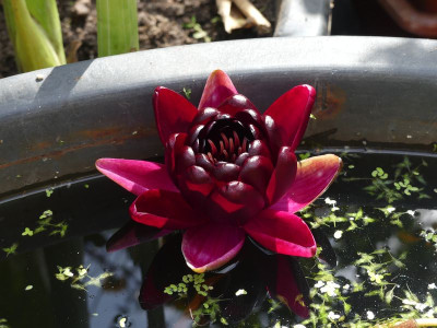 2022-07-29 Nymphaea 'Black Princess' 1.jpg