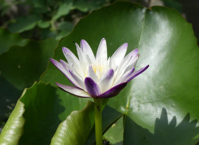 2022-07-29 Nymphaea 'Purple Joy' 1.jpg