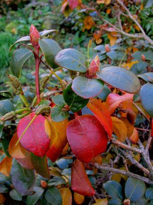 Herbst_3.jpg