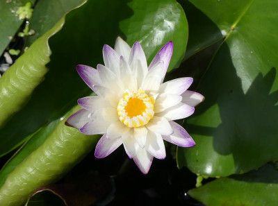 2022-07-29 Nymphaea 'Purple Joy' 2.jpg