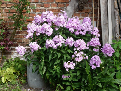 2022-07-29 Phlox 'Molodost'.jpg