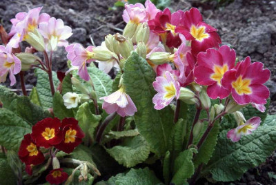 2008.04.27-bunter-Primelhau.jpg