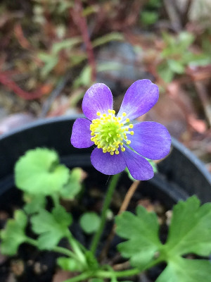 2022-07-29 Anemone obtusiloba.jpg