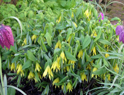 Uvularia_grandiflora_2008-04-30.JPG