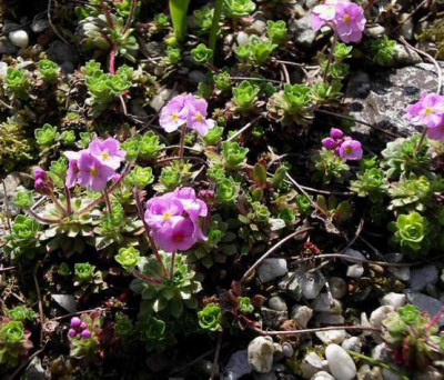 Androsace_sempervivoides_2008-04-30.JPG