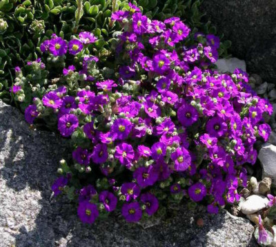 Aubrieta_Elsa_Lancaster_2008-04-30.JPG