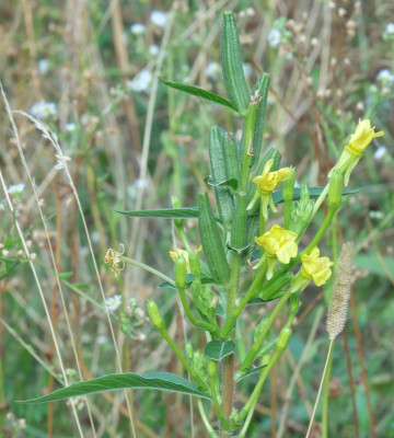 DSCF0284bearb.JPG