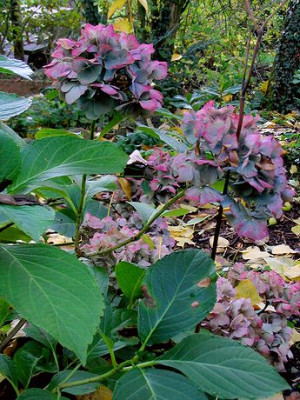 Herbst_5.jpg