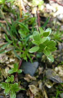 Salix_serpyllifolia_fars_2008.jpg