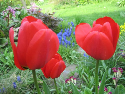Appeldoorn_rot_93511.jpg
